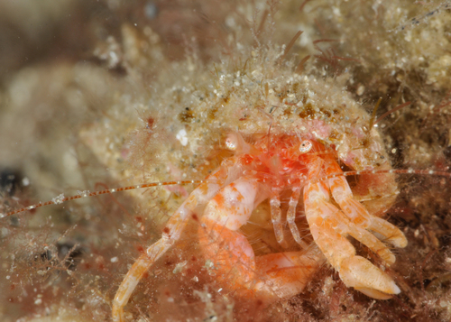 Lophopagurus