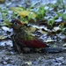 Crimson-winged Woodpecker (Common) - Photo (c) Steven Wong, all rights reserved, uploaded by Steven Wong