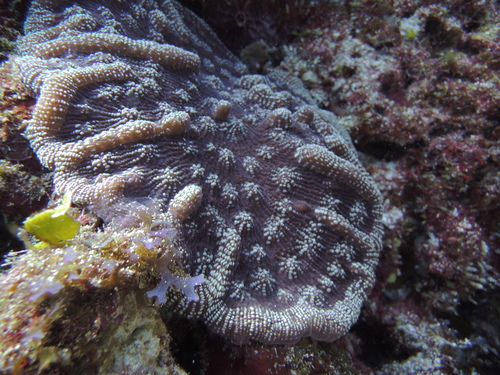 Knobby Cactus Coral (Mycetophyllia aliciae) · iNaturalist