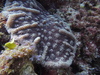Knobby Cactus Coral - Photo (c) Christian Amador Da Silva, all rights reserved, uploaded by Christian Amador Da Silva