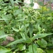 Lateflowering Thoroughwort - Photo (c) jtuttle, all rights reserved, uploaded by jtuttle