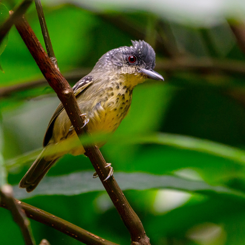 Spot-breasted Antvireo (Dysithamnus stictothorax) photo