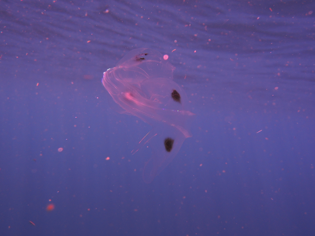 spot winged comb jellyfish from Arrecifes profundos de punta Cancún on