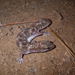 Eastern Fat-tailed Gecko - Photo (c) Robert Puschendorf, all rights reserved, uploaded by Robert Puschendorf