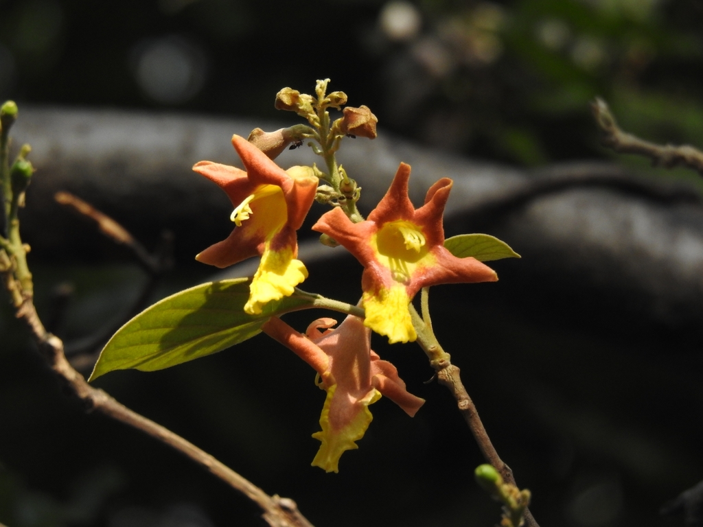 Gmelina arborea (Gmelina arborea)