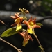 Gmelina arborea - Photo (c) Shubham Soni, όλα τα δικαιώματα διατηρούνται, uploaded by Shubham Soni