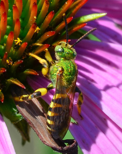Brown-winged Striped Sweat Bee