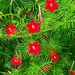 Cypress Vine - Photo (c) Hope Lurie, all rights reserved, uploaded by Hope Lurie