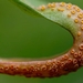 Puccinia mariae-wilsoniae - Photo (c) Kevin Curty, todos los derechos reservados, subido por Kevin Curty