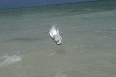 Tarpon