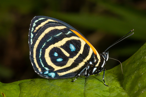 Callicore excelsior