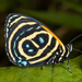 Mariposas Patas de Cepillo - Photo (c) bayucca, todos los derechos reservados