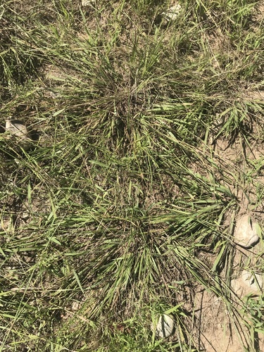 Paspalum setaceum var. setaceum