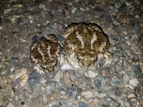 Great Basin Spadefoot