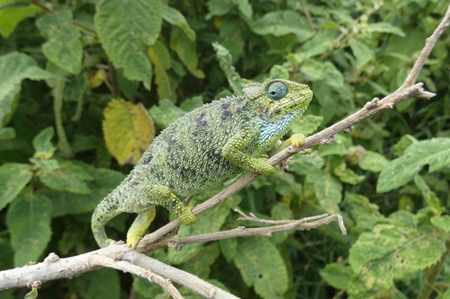 Tanzanian Montane Dwarf Chameleon (Trioceros sternfeldi) · iNaturalist