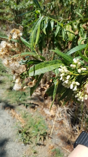 iNaturalist observation photo of mule fat