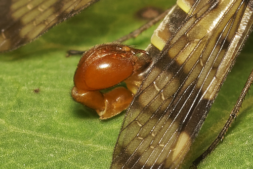 Panorpa meridionalis