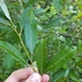 Salix discolor - Photo (c) Andrew Minielly, όλα τα δικαιώματα διατηρούνται, uploaded by Andrew Minielly