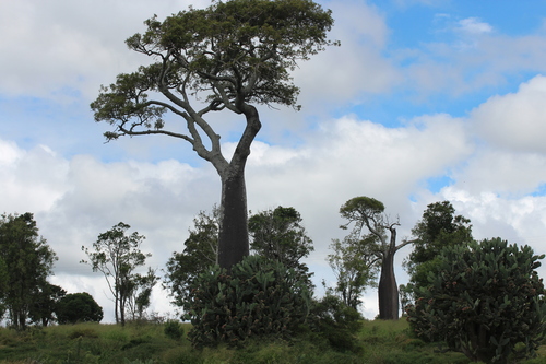 Brachychiton rupestris - Wikipedia