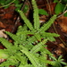 Adiantum patens - Photo (c) Julio Alejandro Álvarez Ruiz, kaikki oikeudet pidätetään, lähettänyt Julio Alejandro Álvarez Ruiz