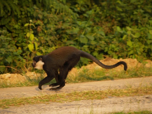 L'Hoest's Monkey