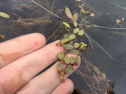 Vasey's pondweed (Potamogeton vaseyi)