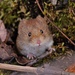Red-backed Mouse - Photo (c) tlallen617, all rights reserved
