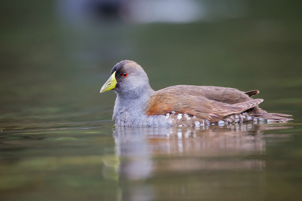 Spot-flanked Gallinule (Porphyriops melanops) photo