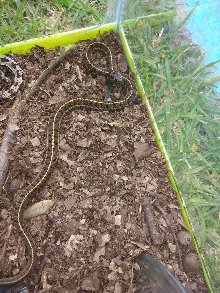 Culebra Listonada De Montaña Cola Corta Desde Hacienda Del Jardín ...