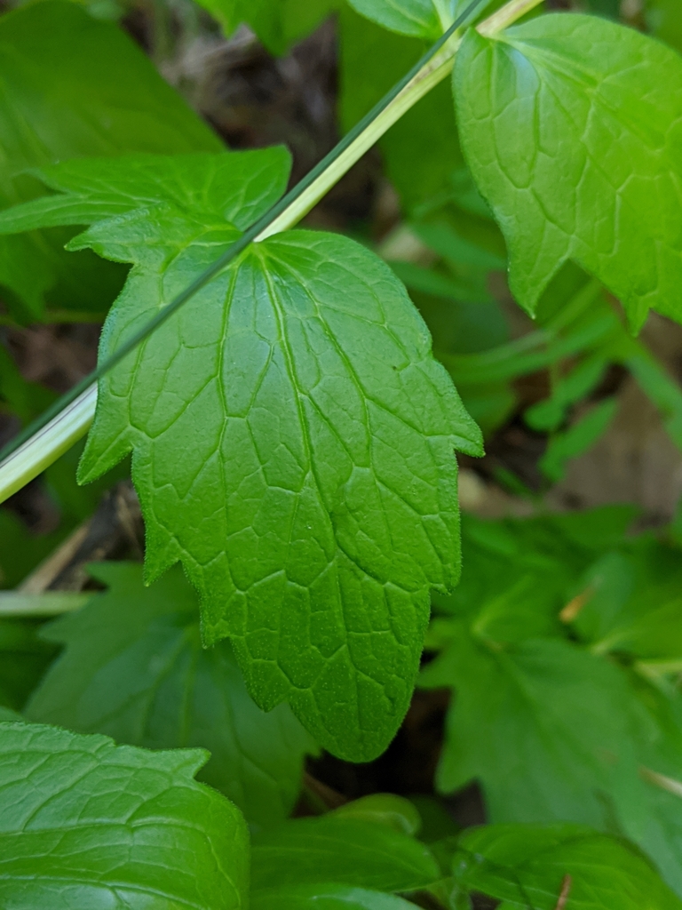 Valériane officinale — Wikipédia