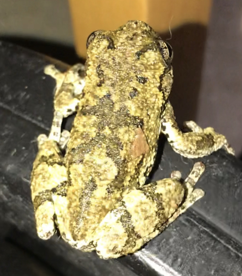 Gray Treefrog Species Complex from Sparta, NC, US on August 21, 2020 at ...