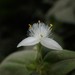 Small-leaf Spiderwort - Photo (c) Libbi Wu, all rights reserved, uploaded by Libbi Wu