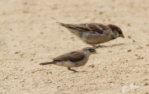 Pin-tailed Whydah