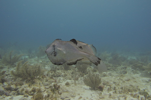 Orange Filefish