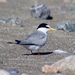 Atlantic Least Tern - Photo (c) sgallo, all rights reserved, uploaded by sgallo