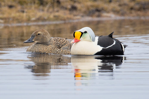King Eider