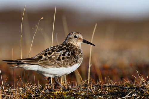 Baird's Sandpiper