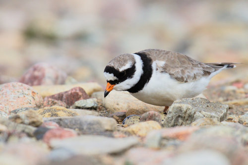 Common Ringed Plover