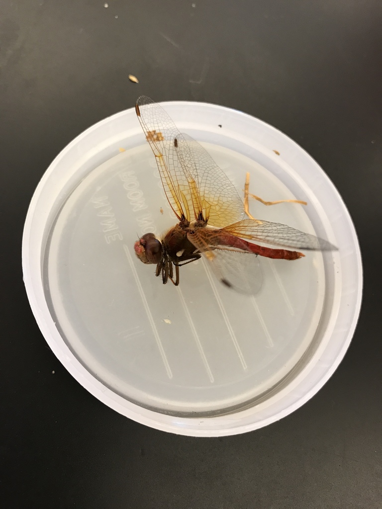 Cardinal Meadowhawk from De Anza College, Cupertino, CA, US on July 24 ...