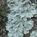 Common Greenshield Lichen - Photo (c) char hersh, all rights reserved, uploaded by char hersh