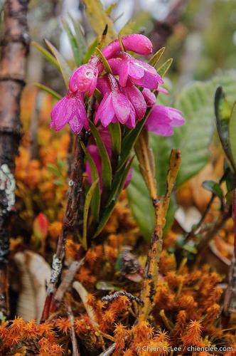 Dendrobium crenatifolium