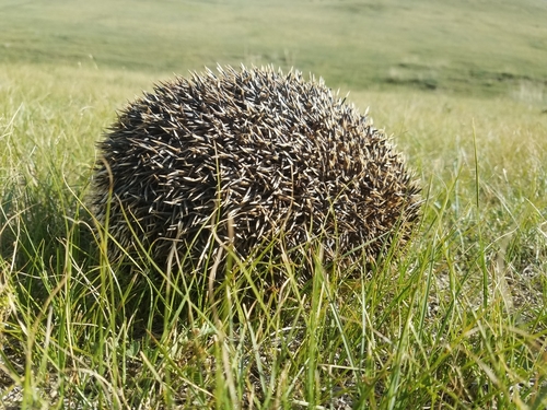Daurian Hedgehog