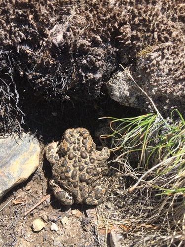 iNaturalist observation photo of Yosemite Toad