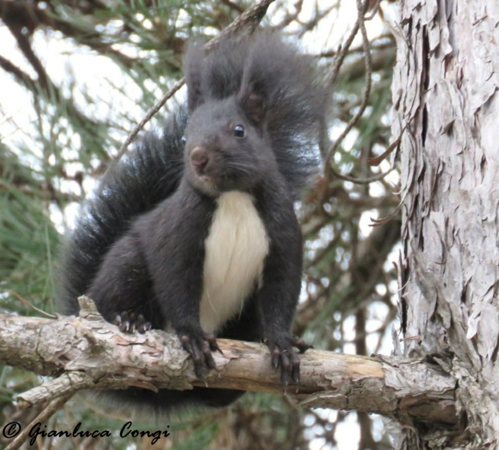 Calabrian Black Squirrel (Sciurus meridionalis)