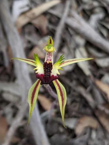 Caladenia stricta (R.J.Bates) R.J.Bates