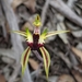Upright Spider Orchid - Photo (c) Ned Piscioneri, all rights reserved, uploaded by Ned Piscioneri