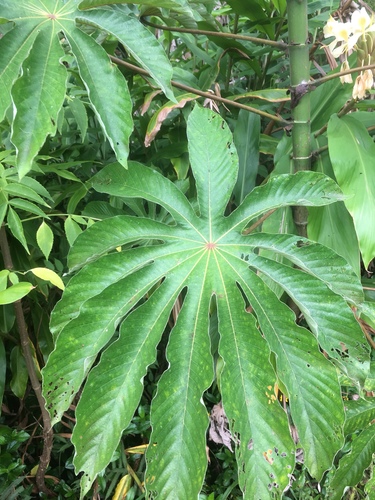 Cecropia obtusifolia - Whole tree
