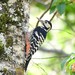 Lilford's White-backed Woodpecker - Photo (c) Alexandros Quartarone, all rights reserved, uploaded by Alexandros Quartarone