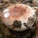 Russula vesca - Photo (c) karsten_s, כל הזכויות שמורות, הועלה על ידי karsten_s