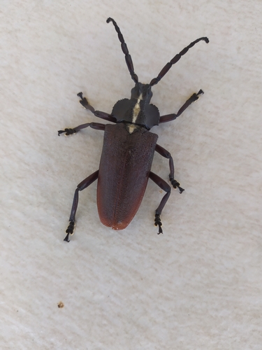 Solenoptera canaliculata · iNaturalist